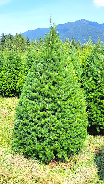 Douglas Fir Christmas Holiday Tree - South Surrey - White Rock